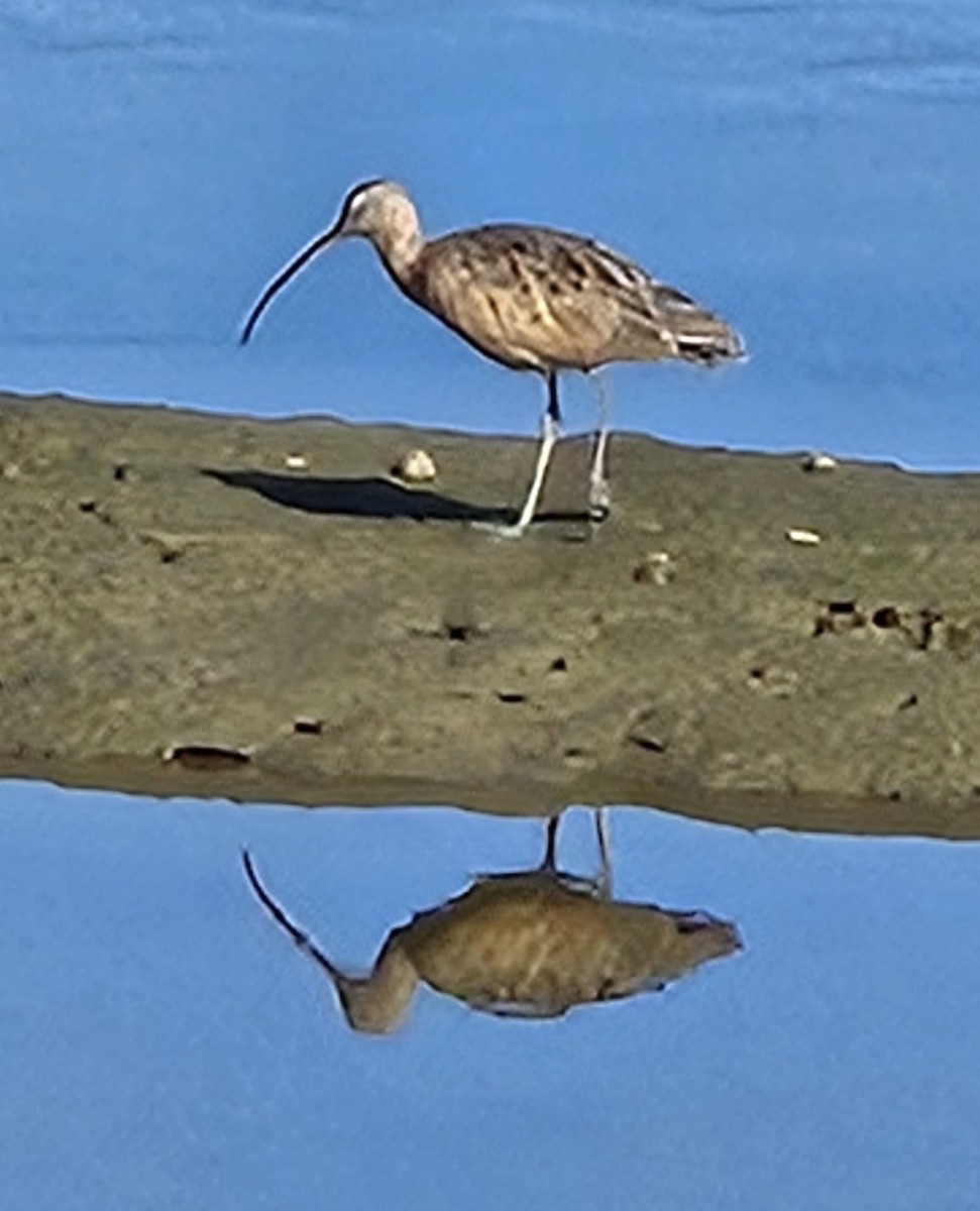 חרמשון ארוך-מקור - ML641539433