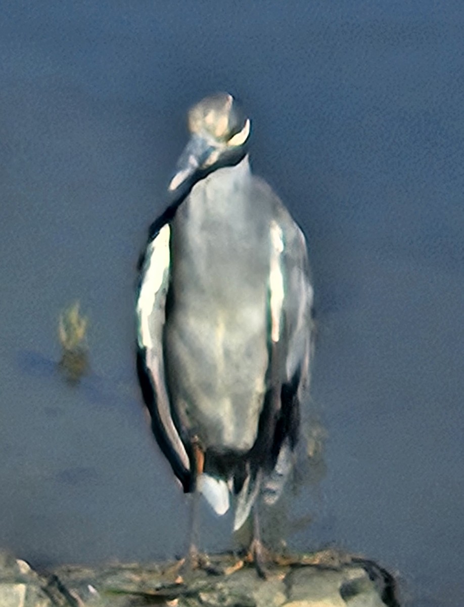 אנפת לילה צהובת-כיפה - ML641539440