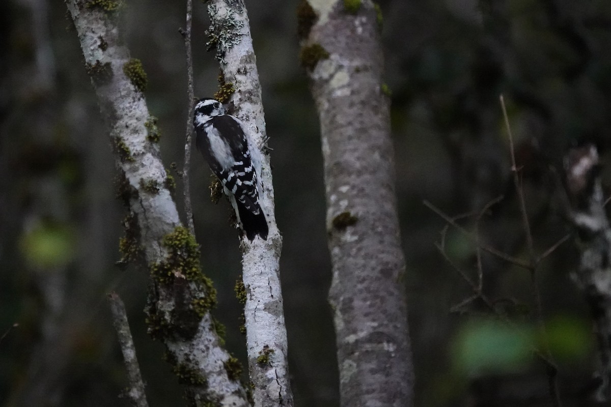Downy Woodpecker - ML641539441