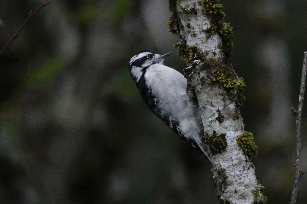 Downy Woodpecker - ML641539442