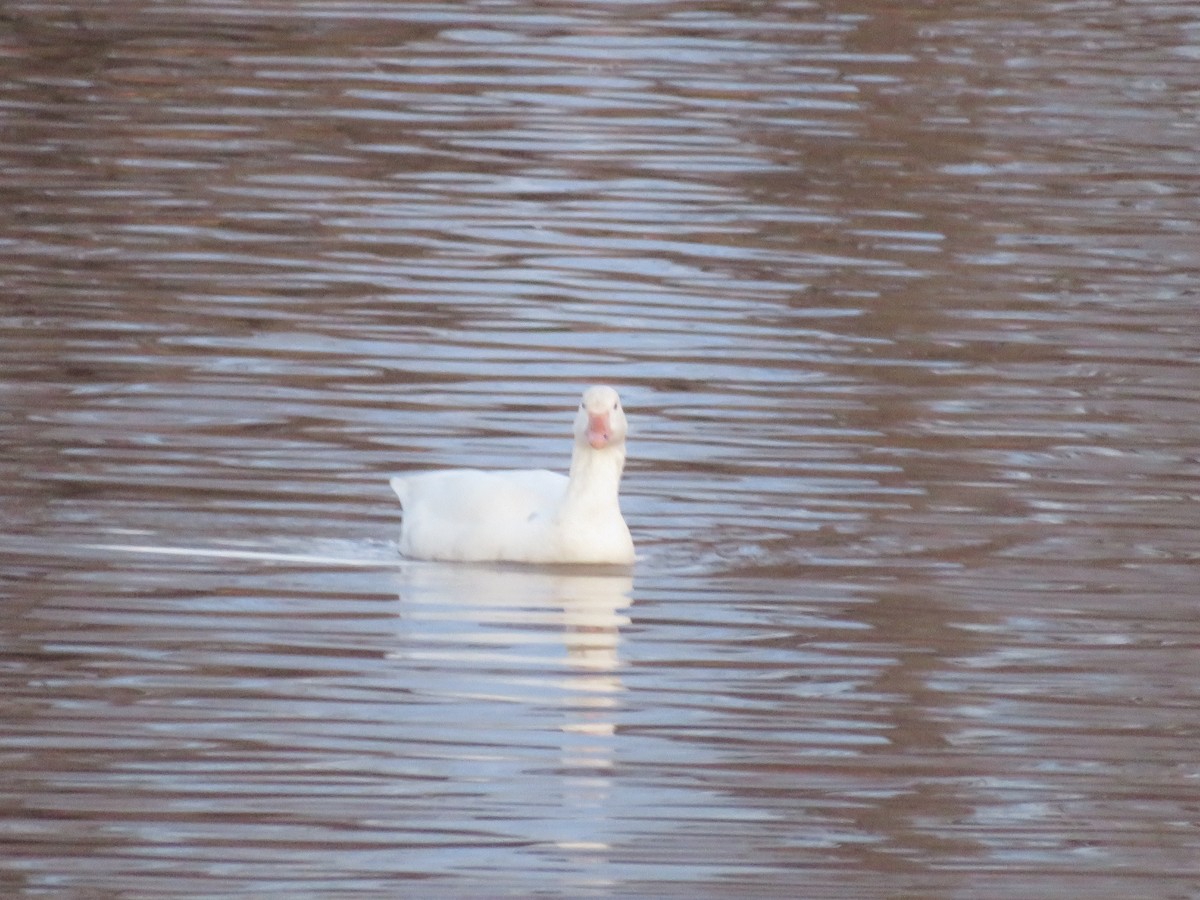 Domestic goose sp. (Domestic type) - ML641539444
