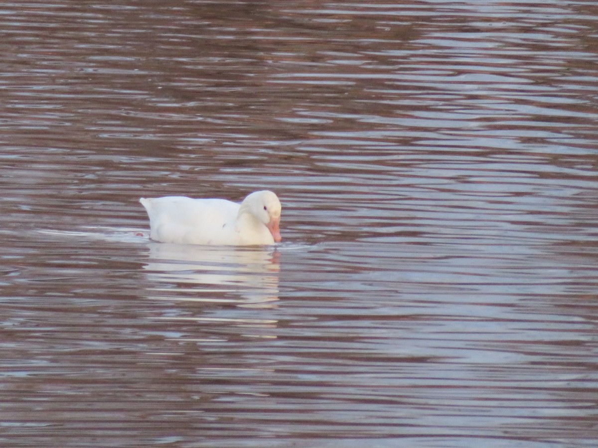 Domestic goose sp. (Domestic type) - ML641539446