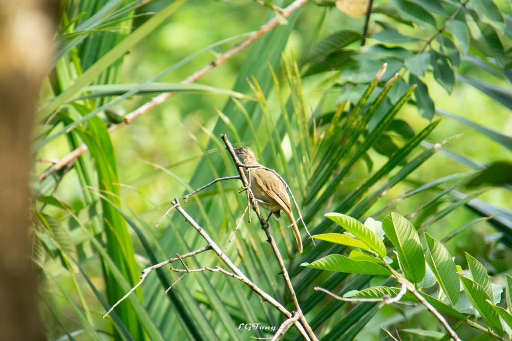 Streak-eared Bulbul - ML641539447