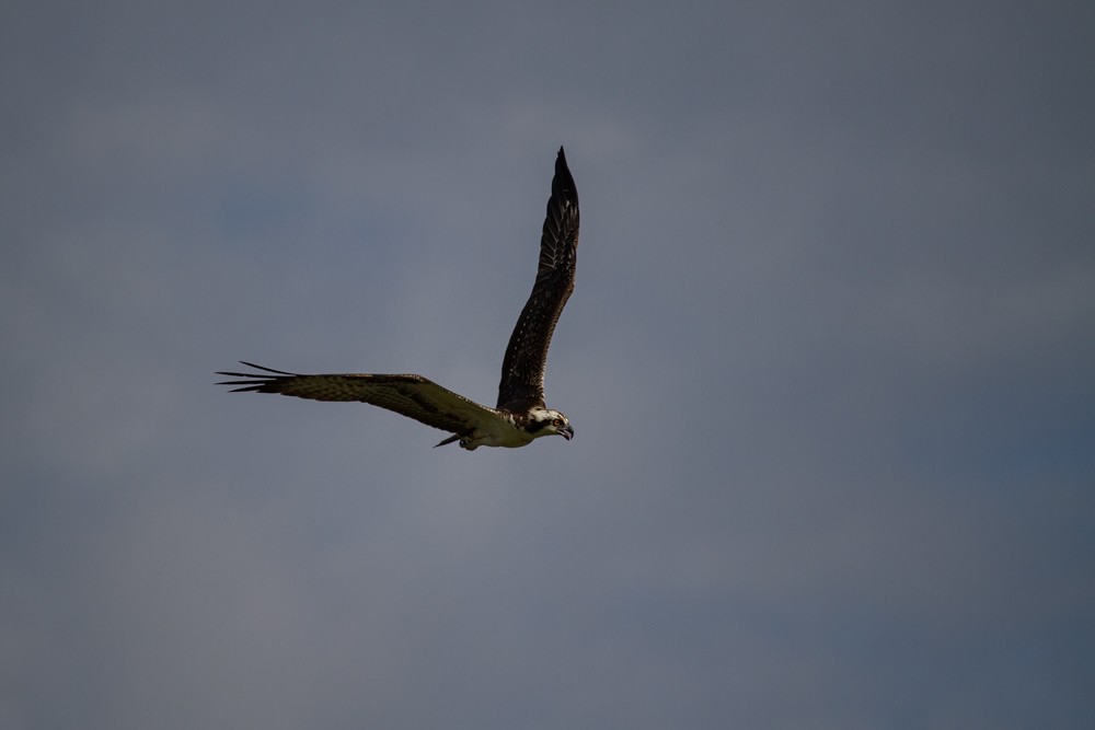 Osprey - ML641539449