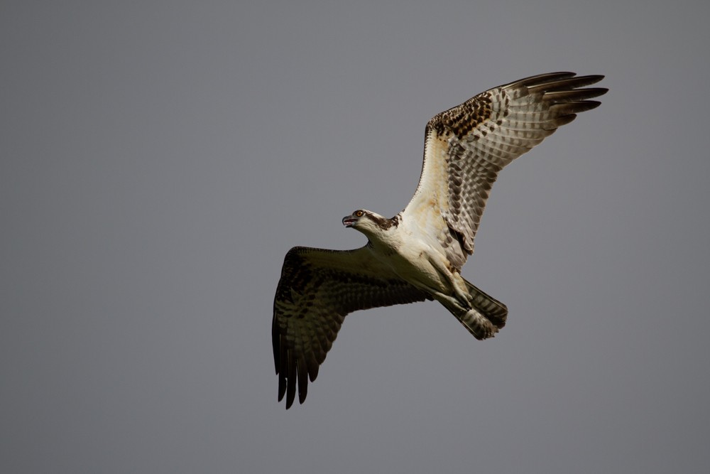 Osprey - ML641539450