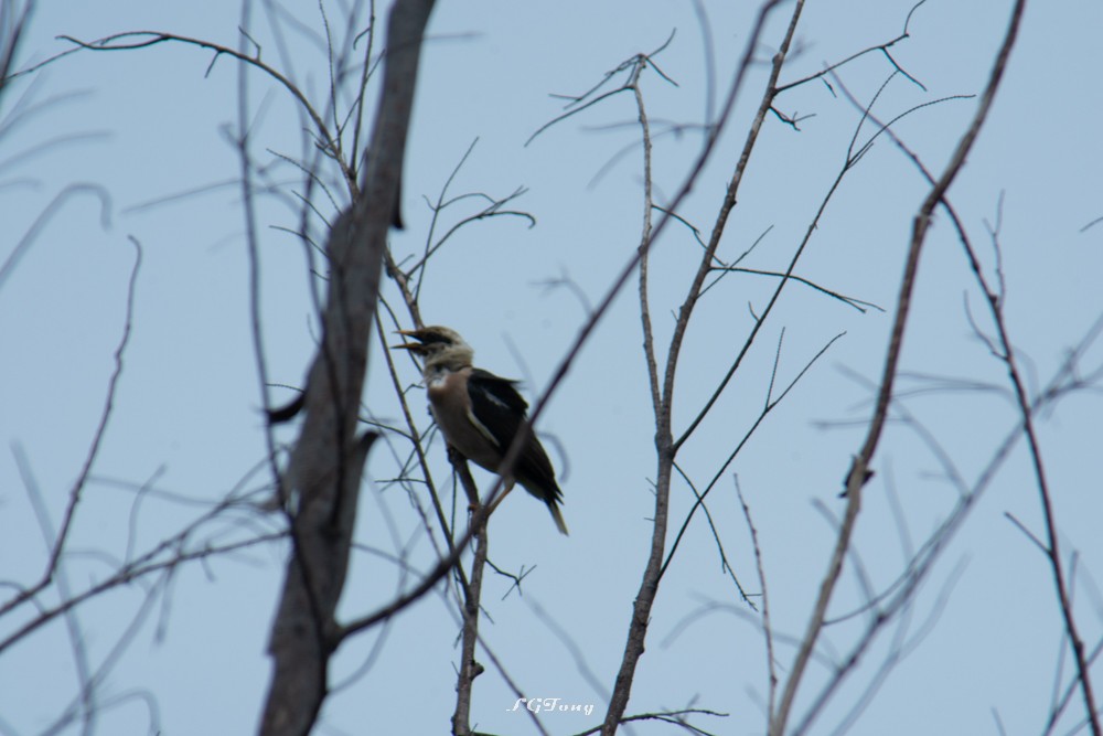 Vinous-breasted Myna - ML641539451