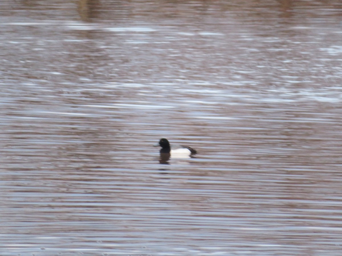 Lesser Scaup - ML641539452