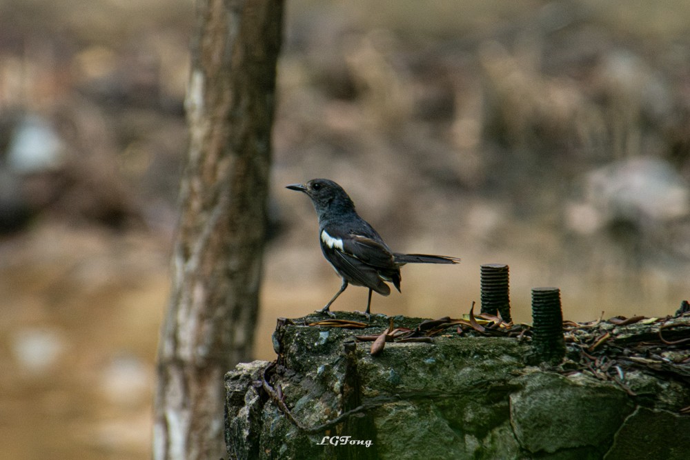 Oriental Magpie-Robin - ML641539453