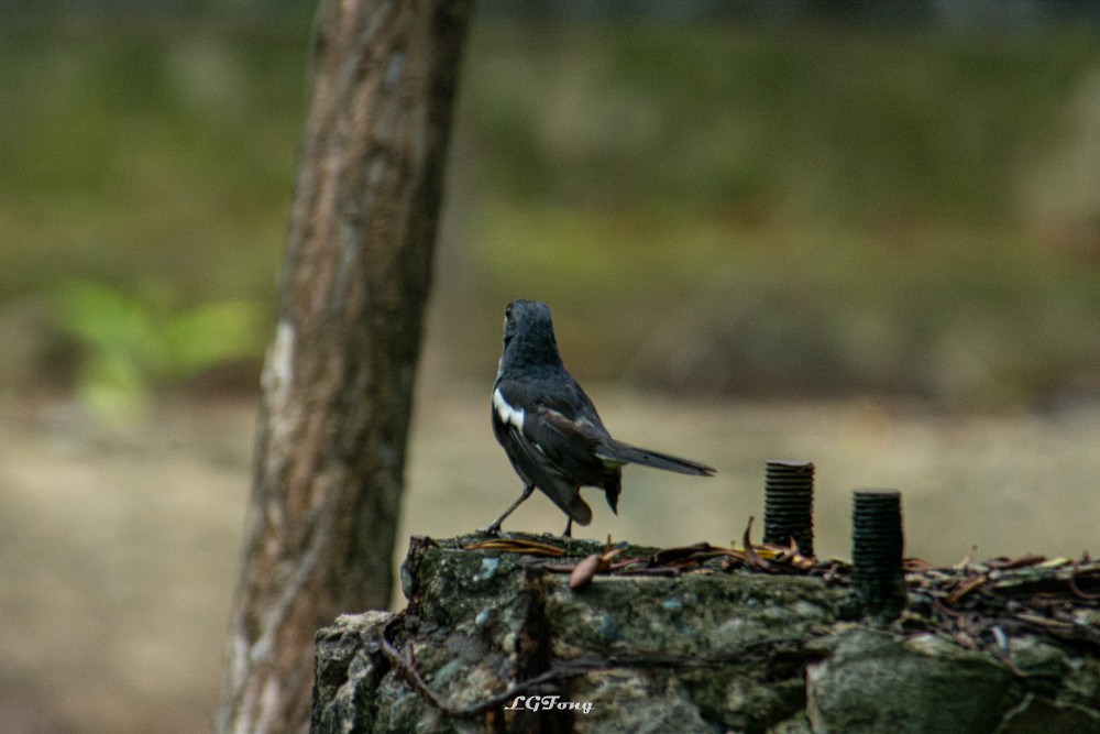 Oriental Magpie-Robin - ML641539454