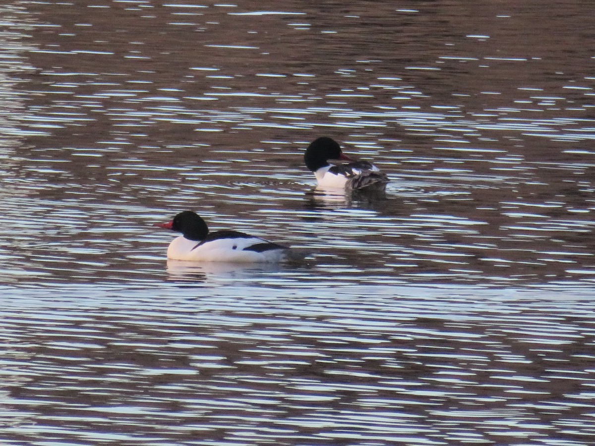 Common Merganser - ML641539455