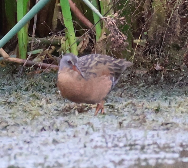 Virginia Rail - ML641539459