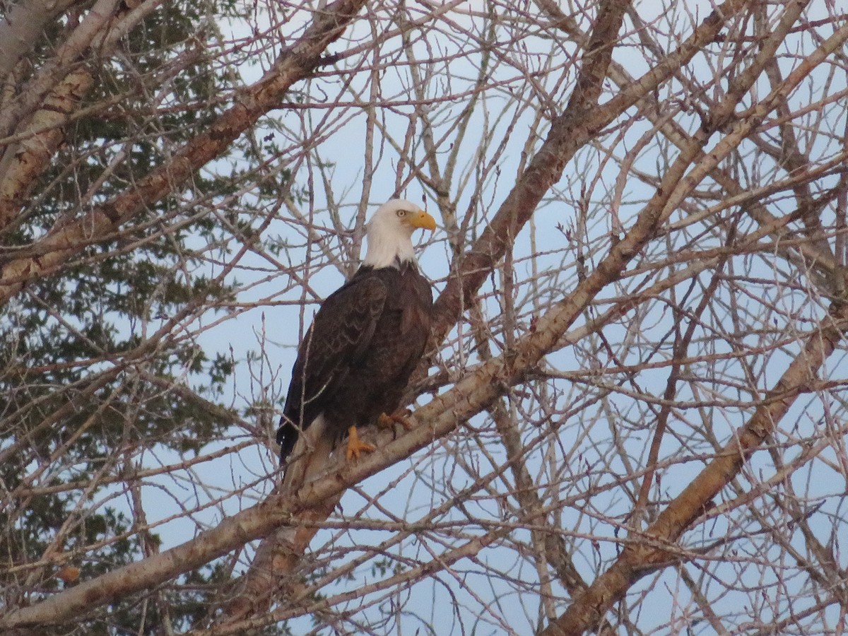 Bald Eagle - ML641539460