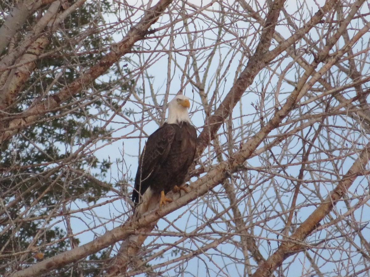 Bald Eagle - ML641539461