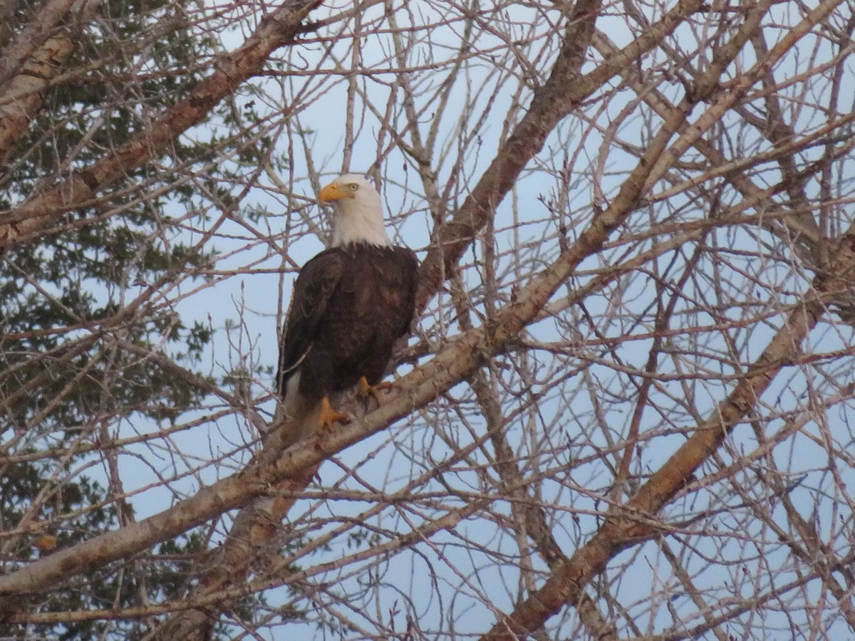 Bald Eagle - ML641539462