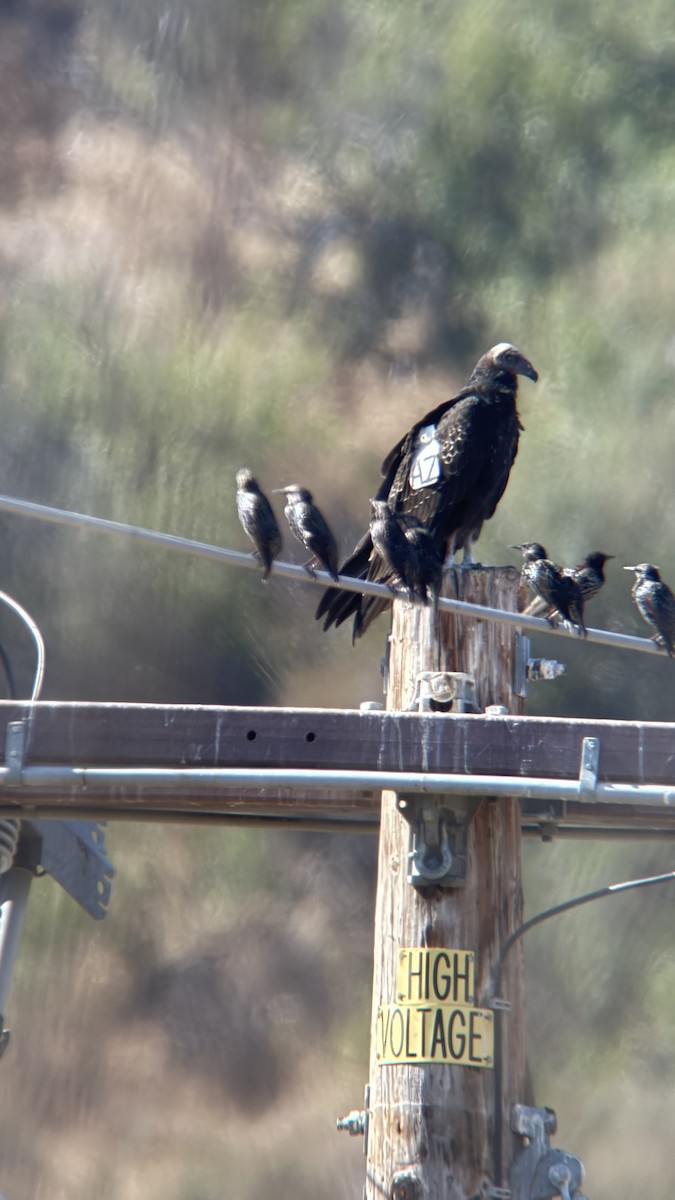 Turkey Vulture - ML641539463