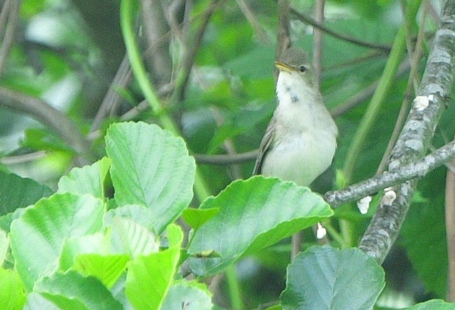 Eastern Olivaceous Warbler - ML641539465