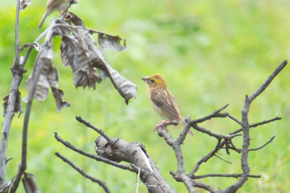 Baya Weaver - ML641539466