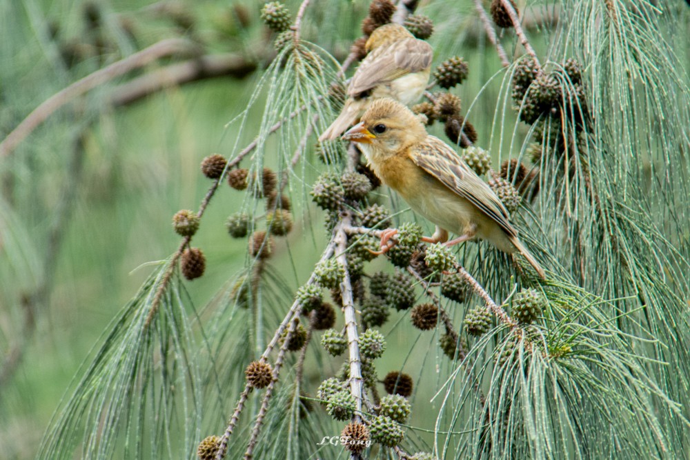 Baya Weaver - ML641539467