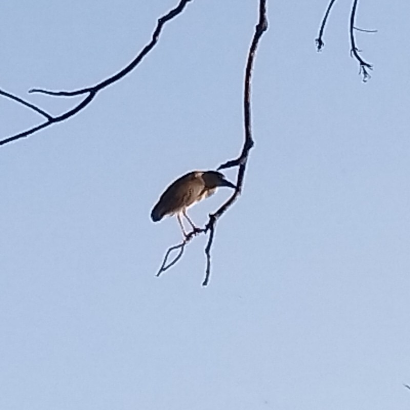 Black-crowned Night Heron - ML641539468