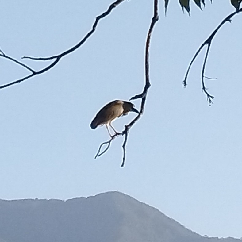 Black-crowned Night Heron - ML641539469