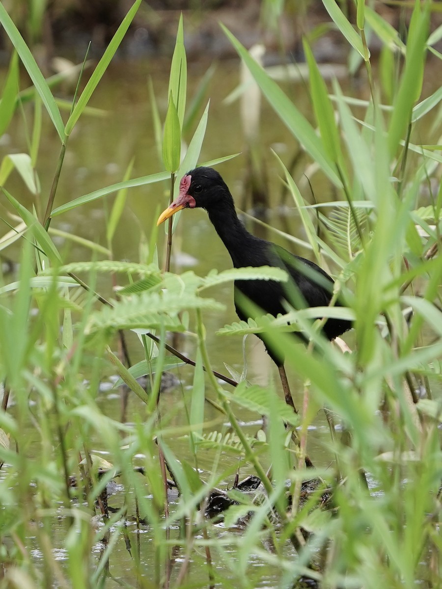 Wattled Jacana - ML641539470