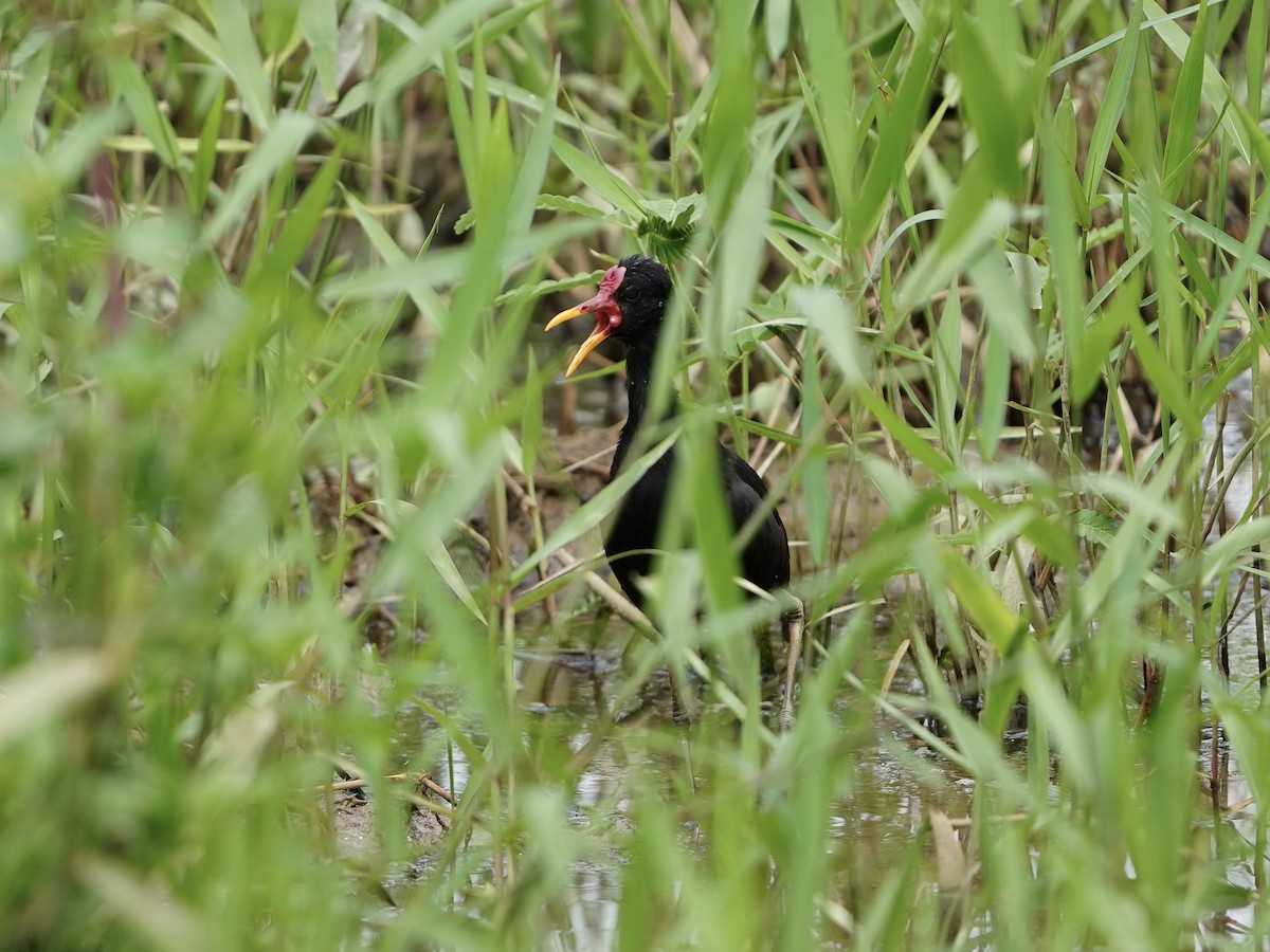 Wattled Jacana - ML641539471