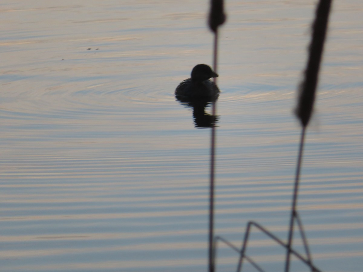 Pied-billed Grebe - ML641539472