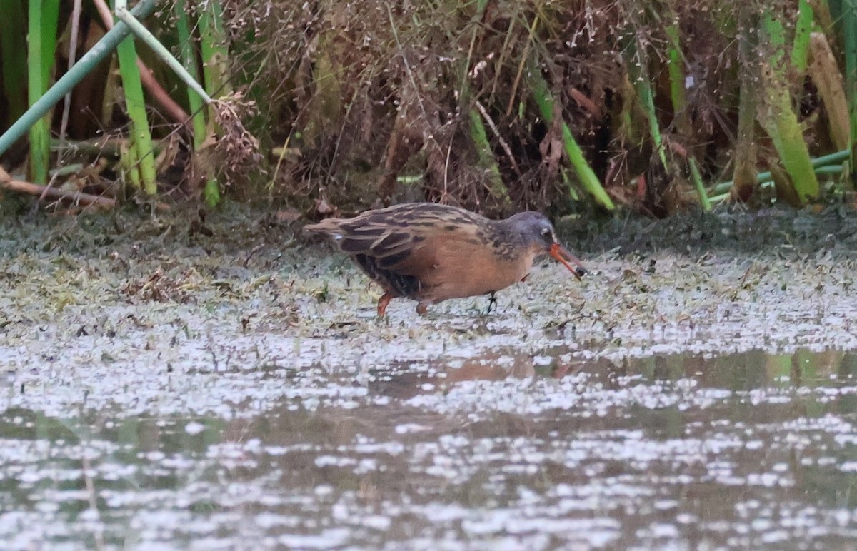 Virginia Rail - ML641539479