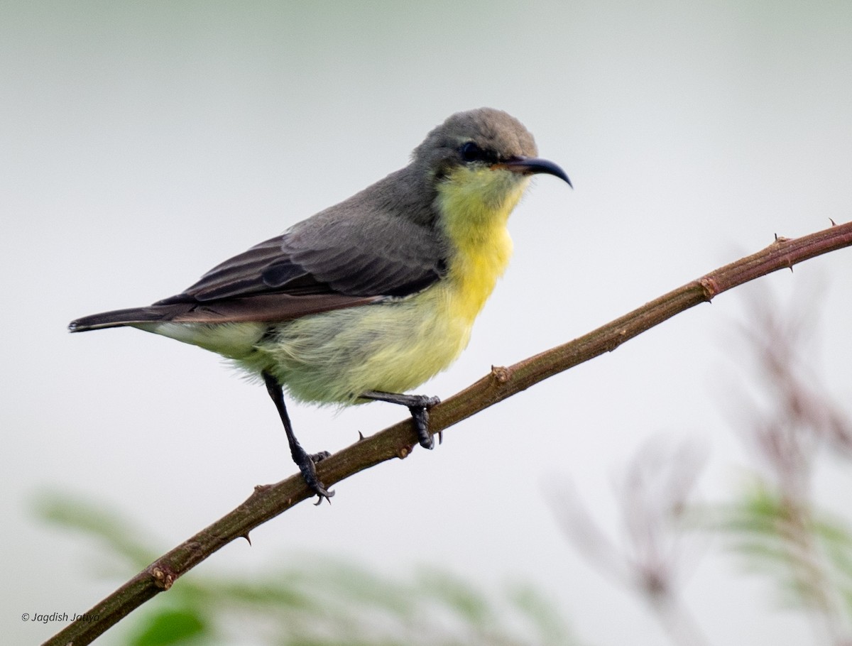 Purple Sunbird - ML641539494