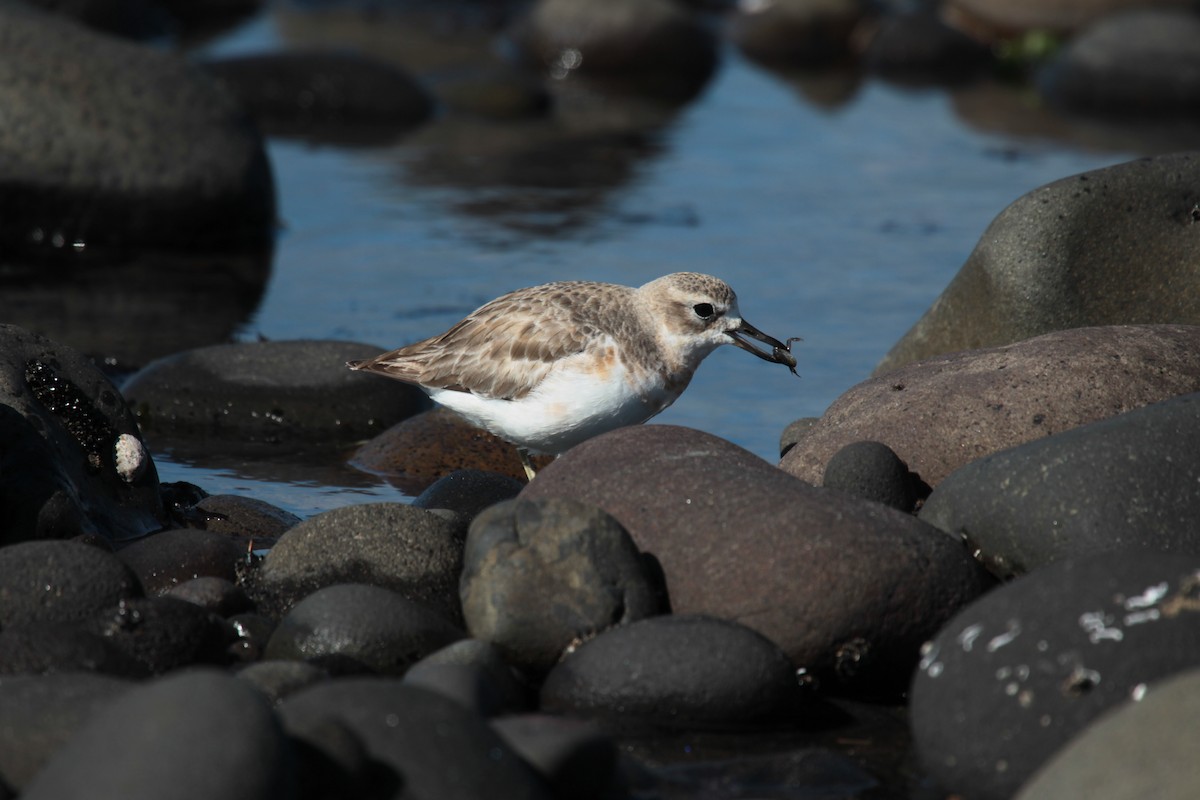 Red-breasted Dotterel - ML641539551