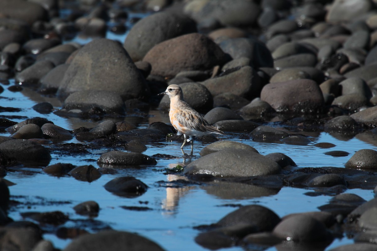 Red-breasted Dotterel - ML641539552