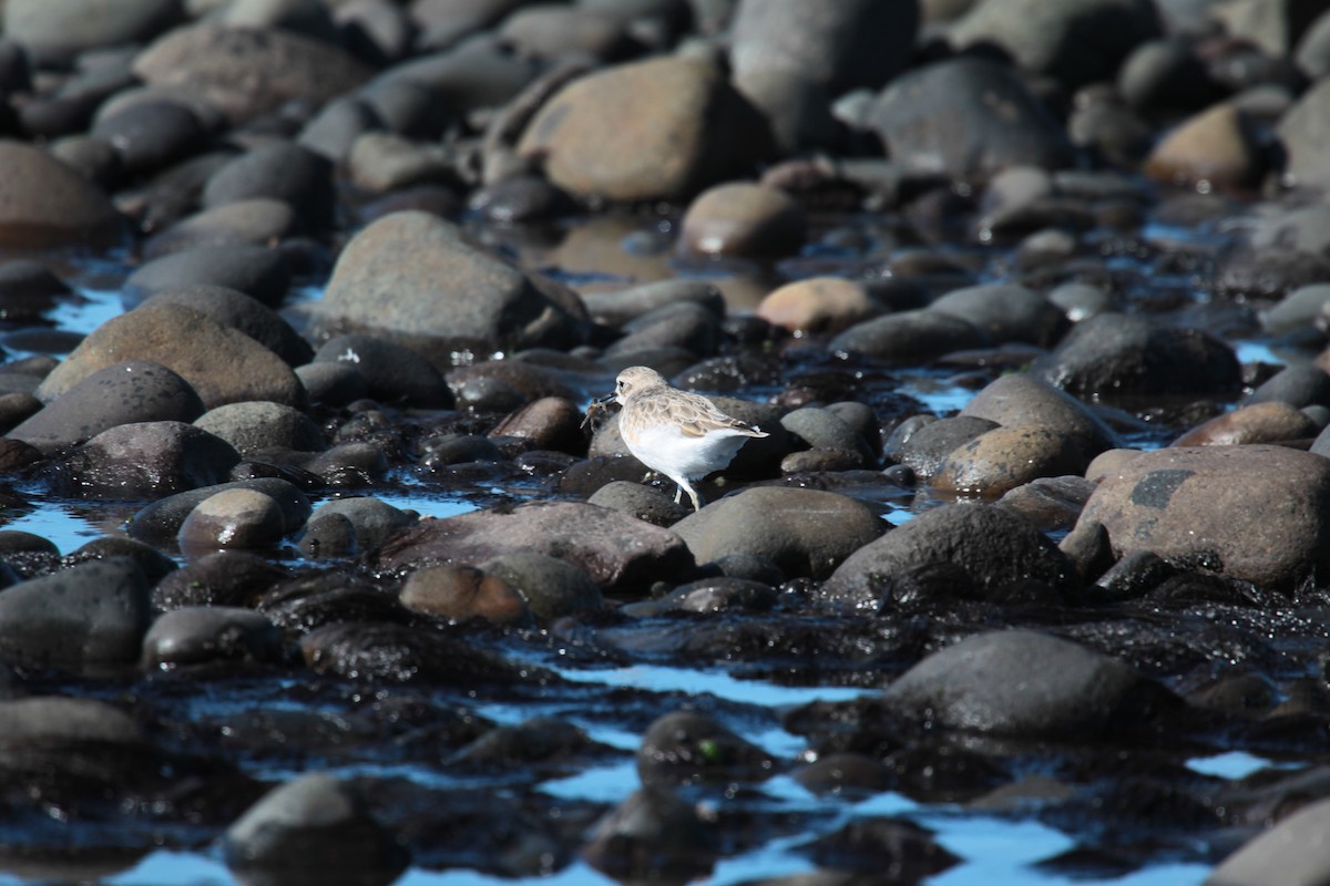 Red-breasted Dotterel - ML641539553