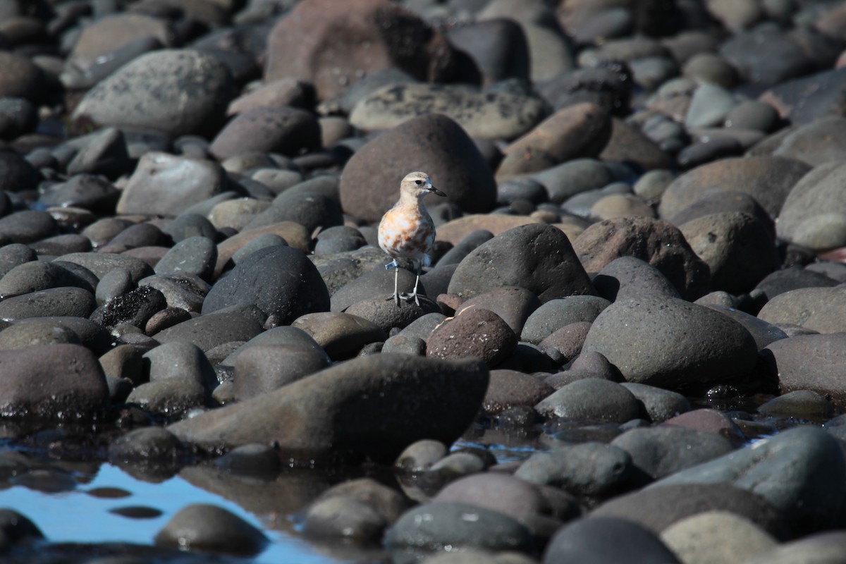 Red-breasted Dotterel - ML641539554