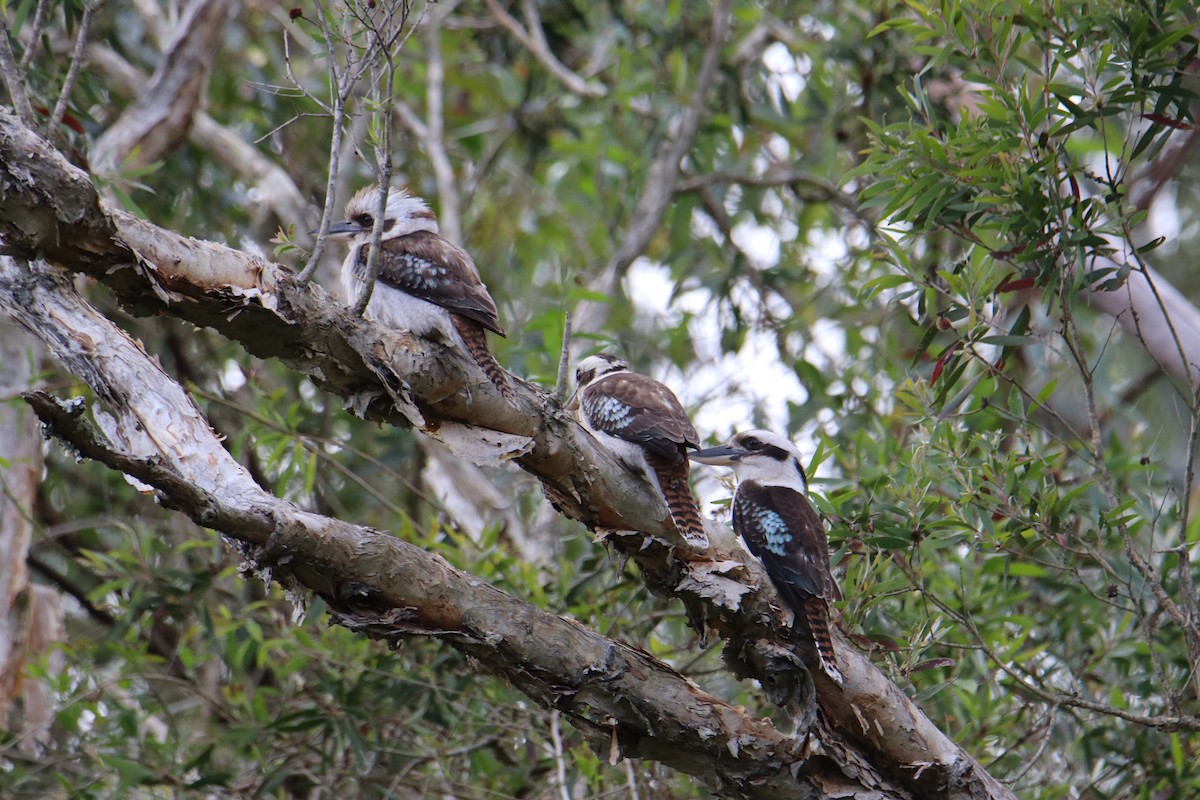 latterkokaburra - ML641539563