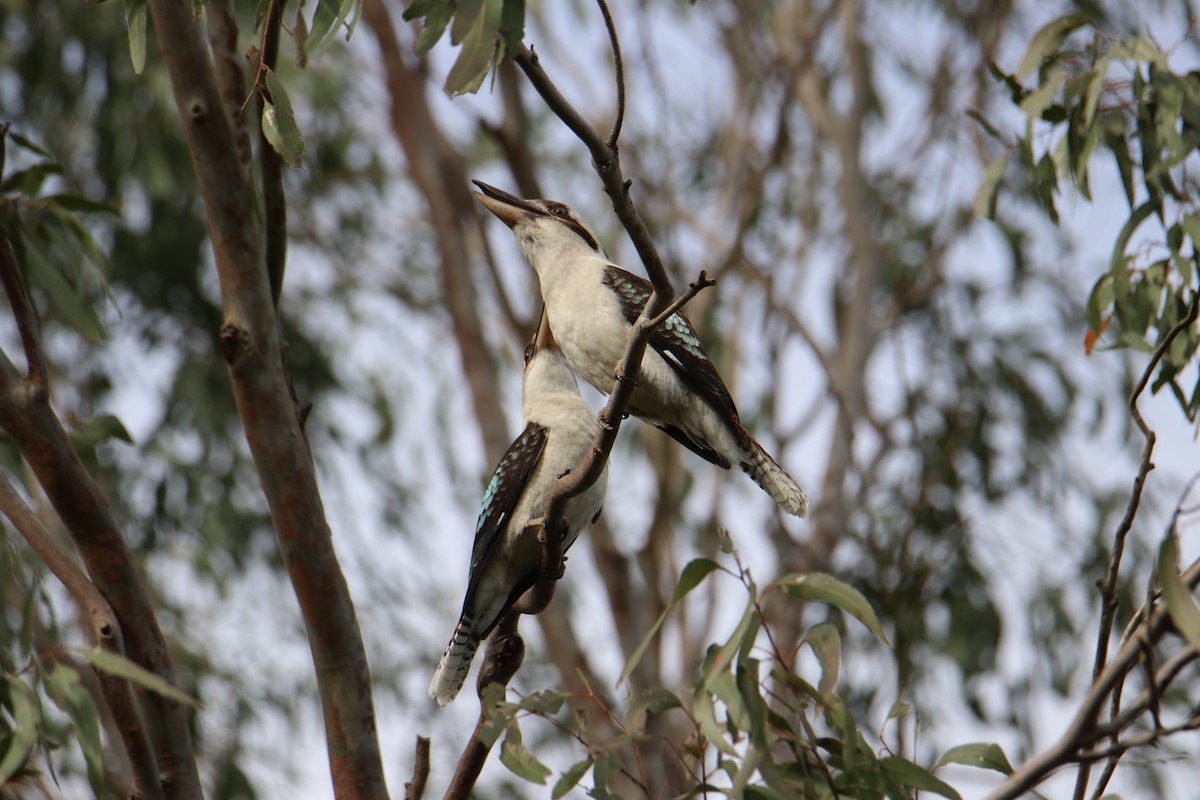 latterkokaburra - ML641539564