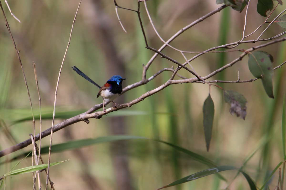 Variegated Fairywren - ML641539580