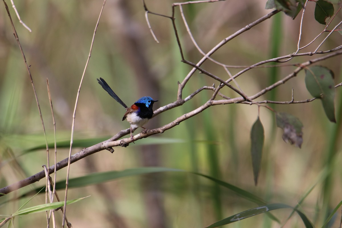 Variegated Fairywren - ML641539581