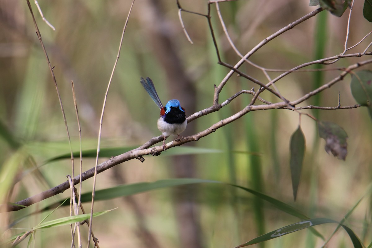 Variegated Fairywren - ML641539582