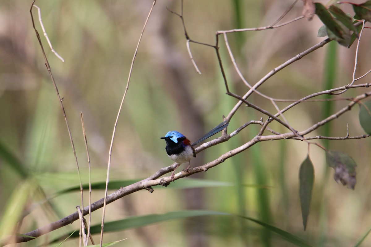 Variegated Fairywren - ML641539583