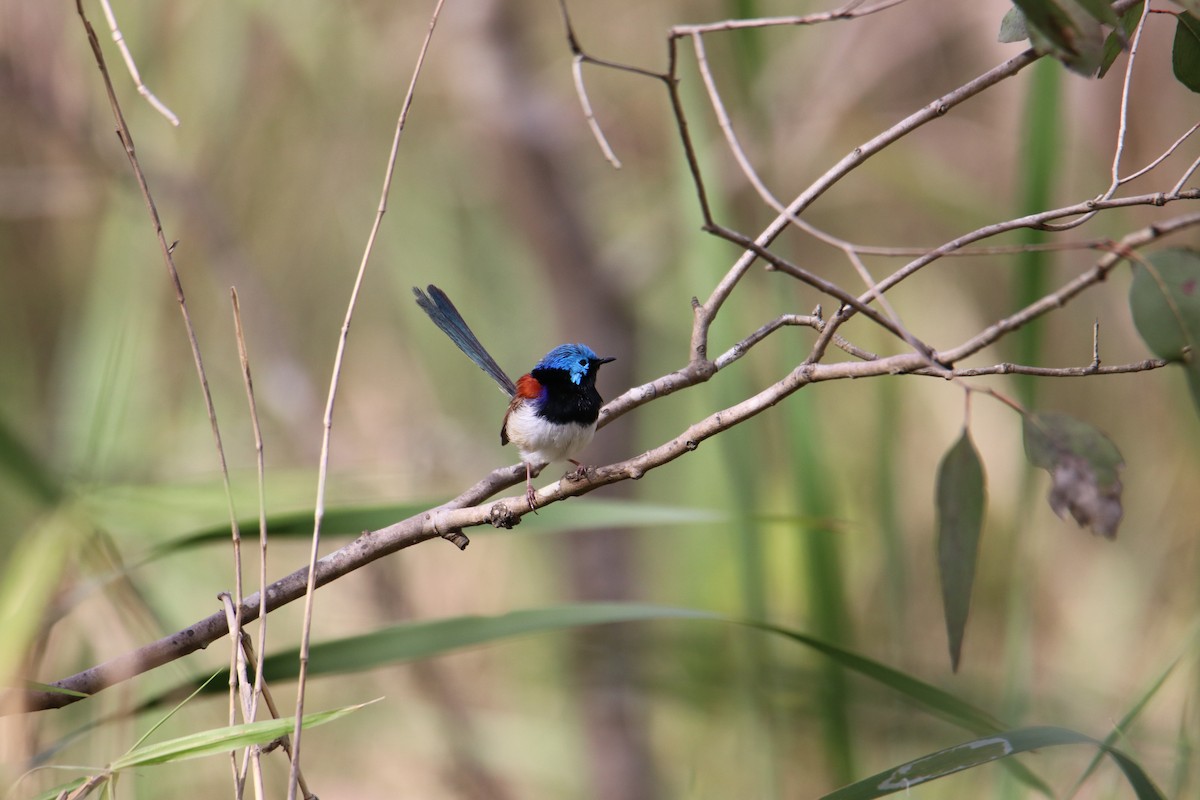 Variegated Fairywren - ML641539585