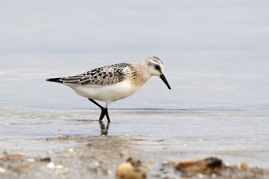 jespák písečný - ML641539615