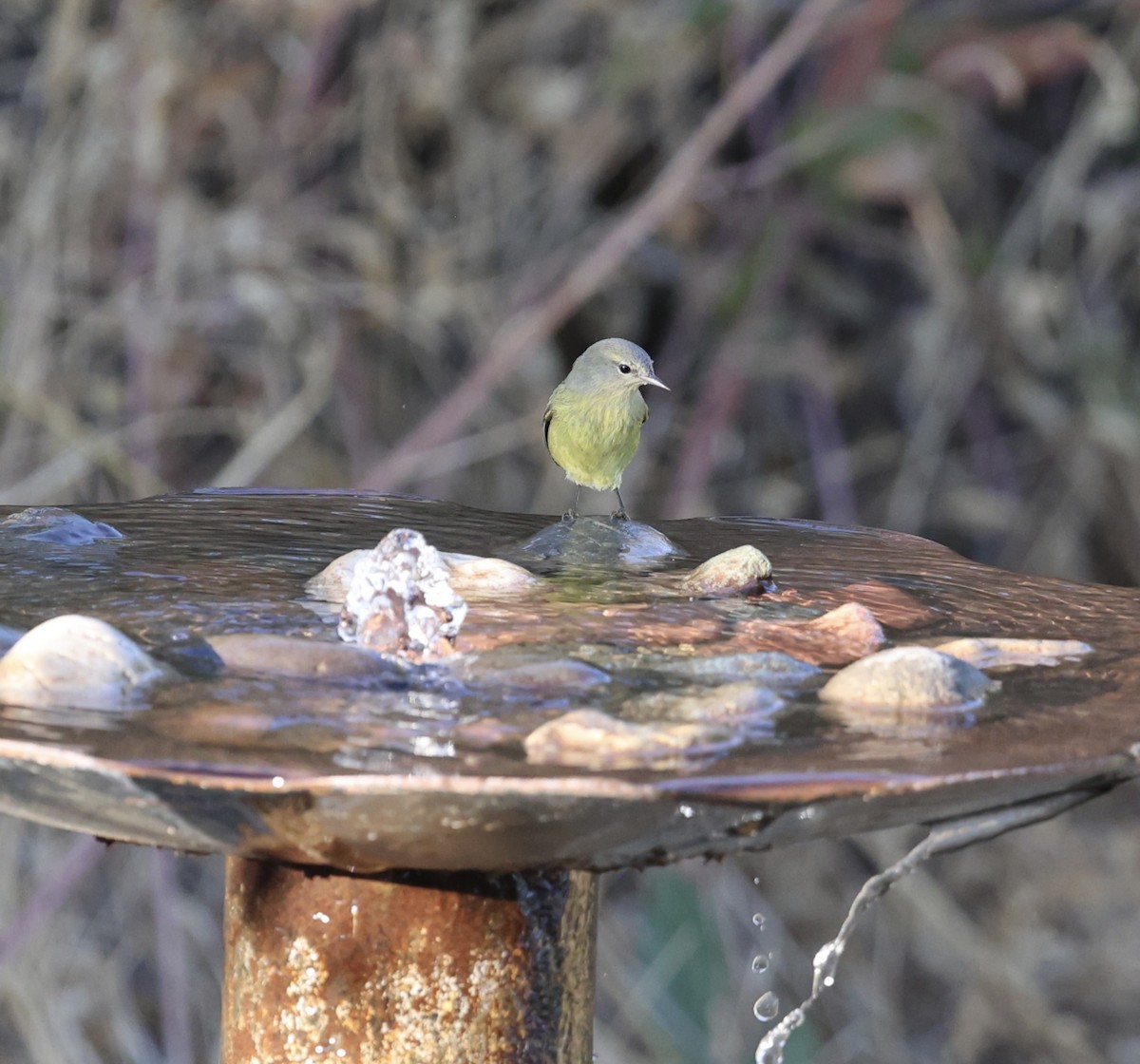Orange-crowned Warbler (Gray-headed) - ML641539617