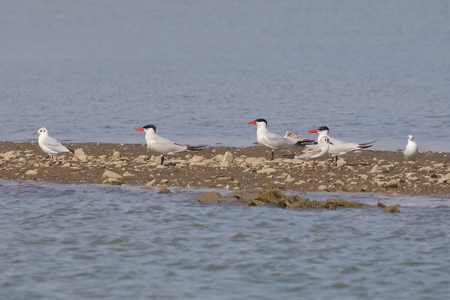 rybák velkozobý - ML641539624