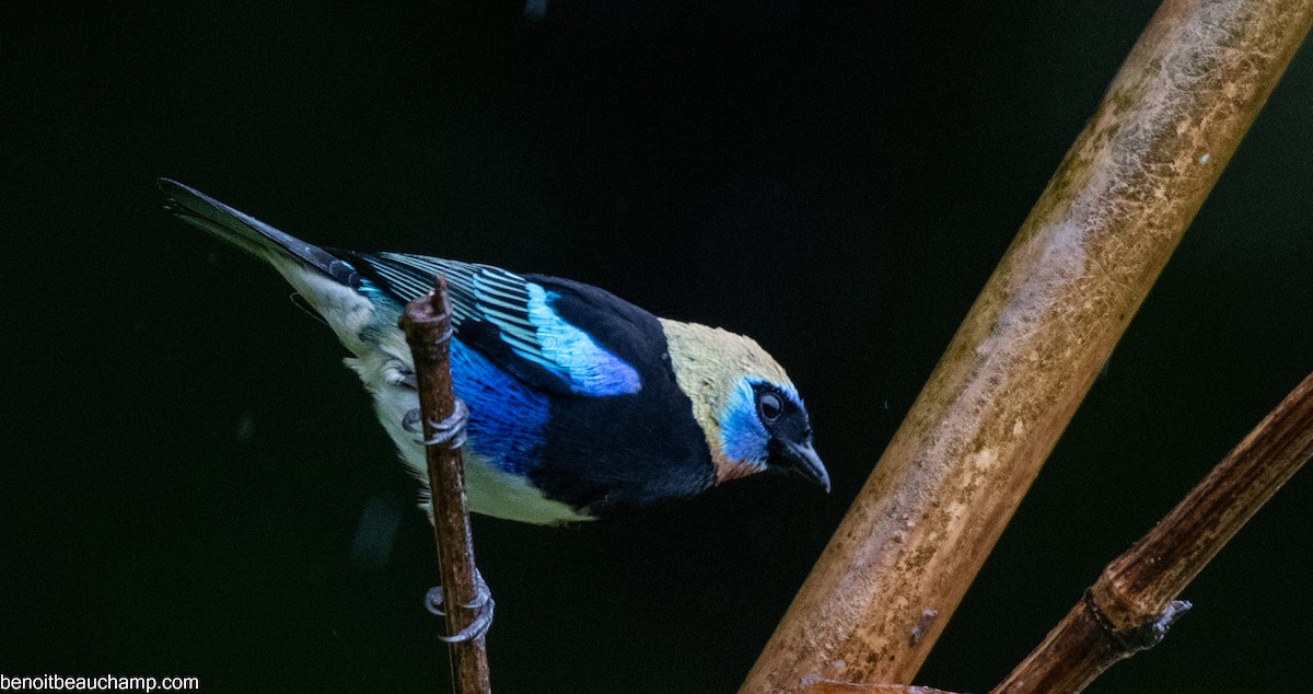 Golden-hooded Tanager - ML641539725