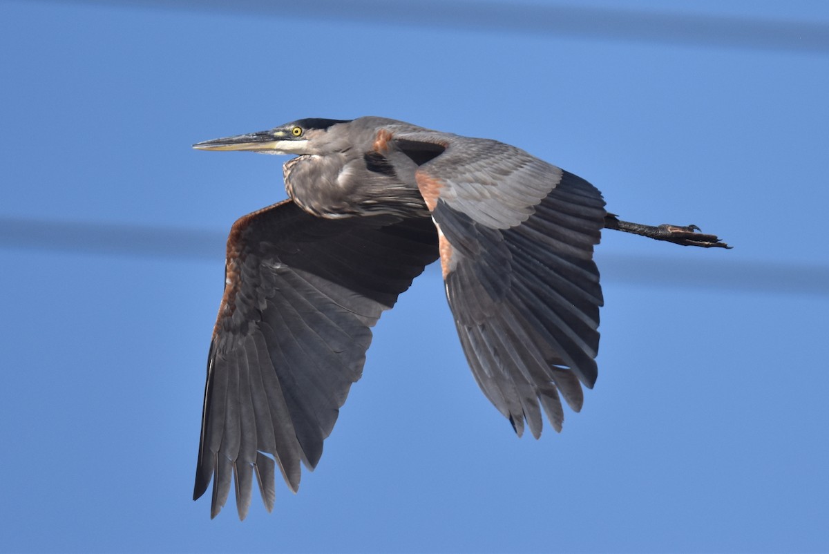 Great Blue Heron - ML641539768