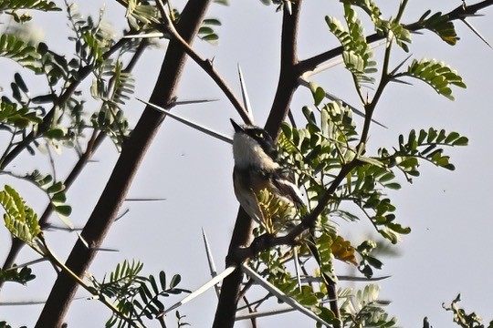 priritbatis - ML641539813