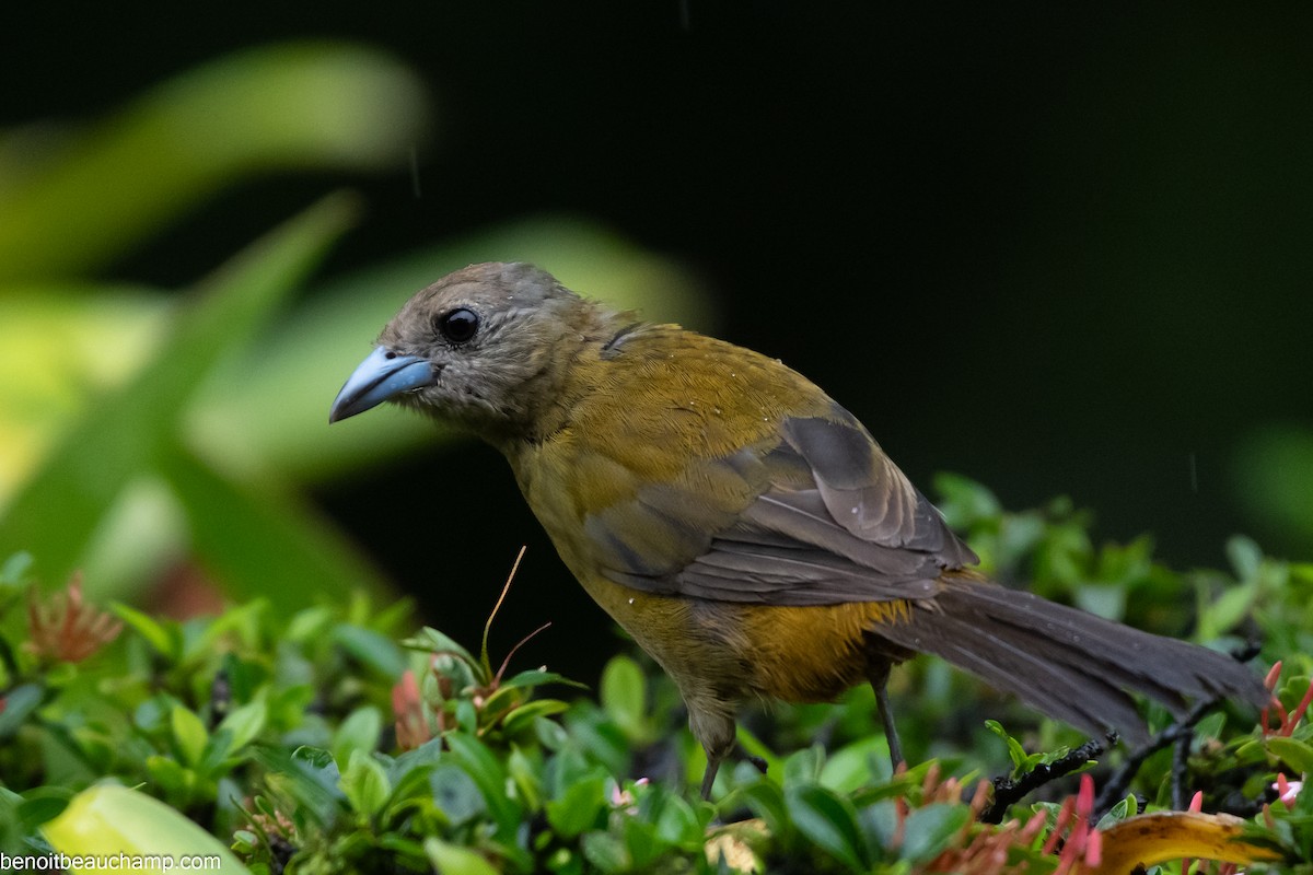 Scarlet-rumped Tanager - ML641539817