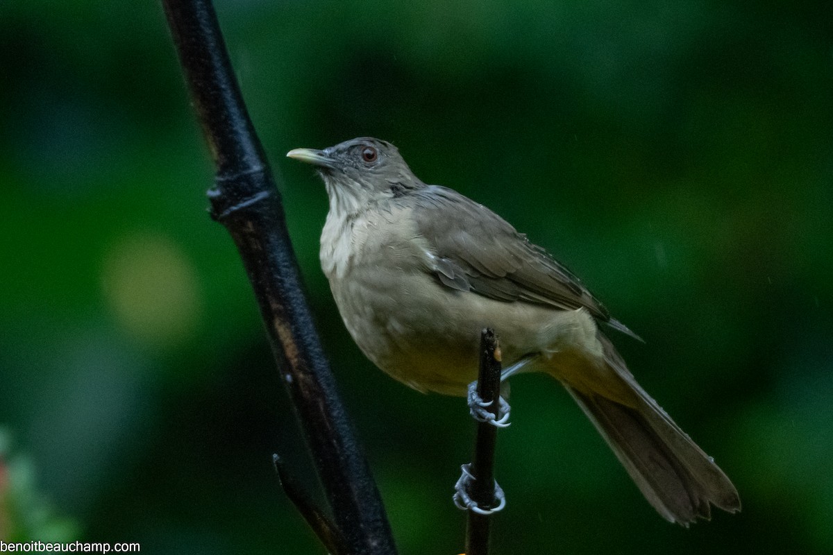 Clay-colored Thrush - ML641539818