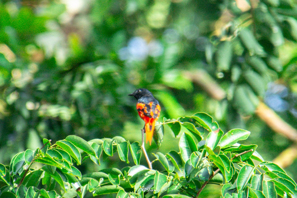 Scarlet Minivet - ML641539841