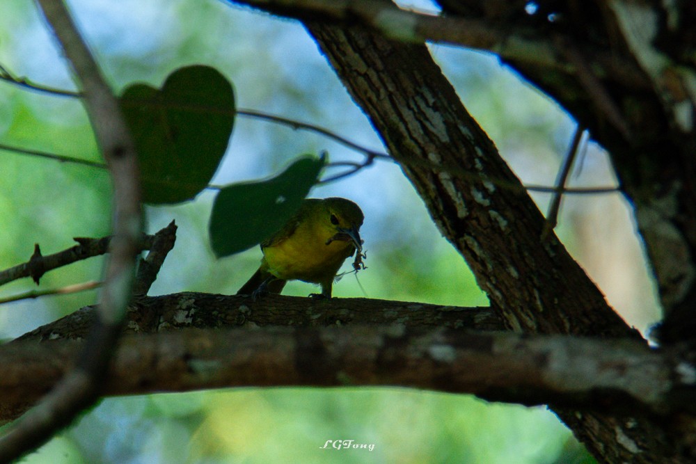 Great Iora - ML641539848